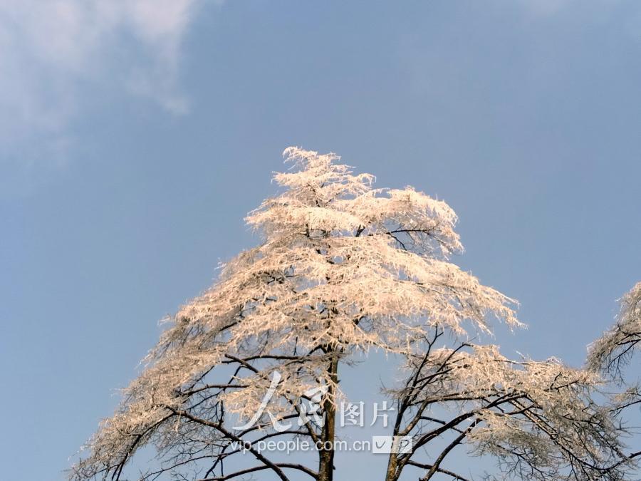 庐山雾凇简介，美丽的冰雪世界