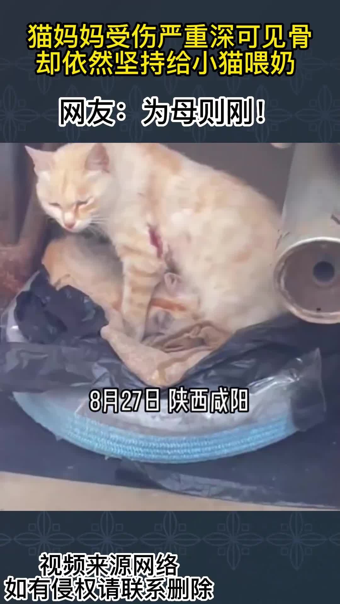 女子救助小猫伤可见骨，紧急送医治疗感人瞬间