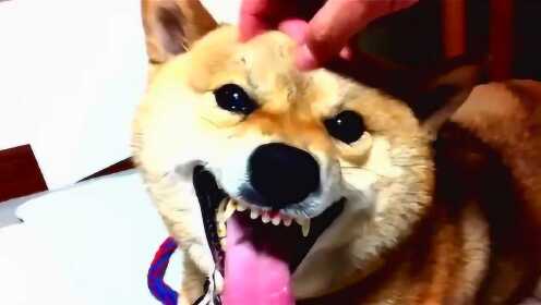 柴犬遭遇马犬咬脸挑战，愤怒龇牙却选择退让