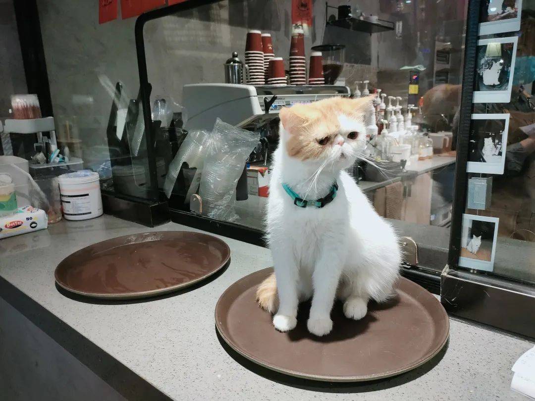 一咖啡店迎来萌宠迎宾猫，人与猫的温馨邂逅