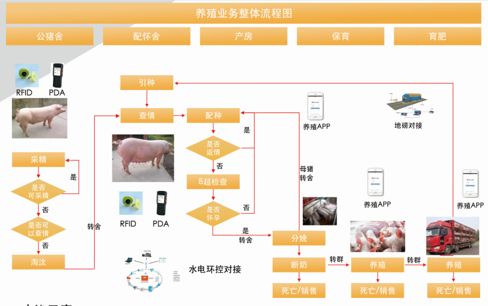 AI已经进化到能养猪了，科技与畜牧业的深度融合