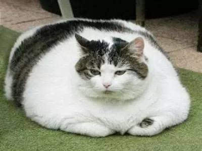 胖猫妈妈回应90多吨食物浪费事件，反思与行动