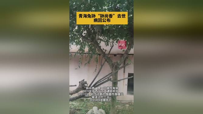 兔狲网红狲尚香去世，缅怀一只网红的离去与留下的影响