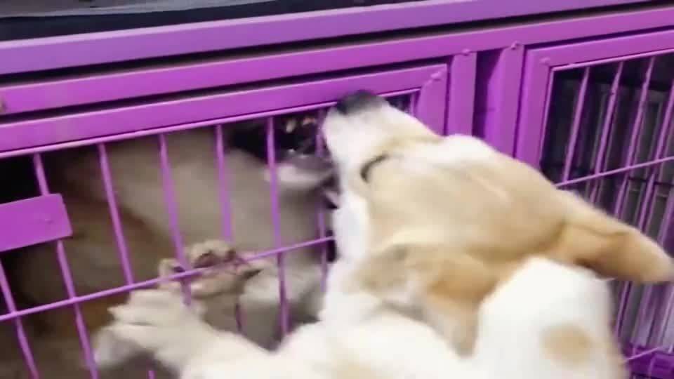 小柯基为争母狗打架气绝身亡，悲剧背后的反思