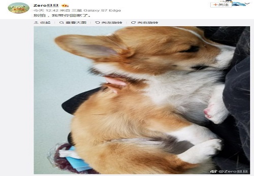 柯基打架失利后的悲剧，一场宠物间的冲突引发的深思