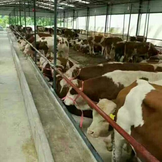 出租养牛场，开启你的牧场事业新篇章