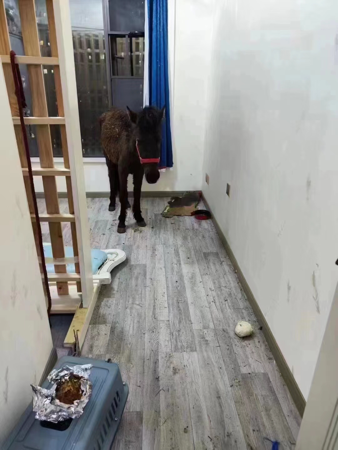 在出租屋里养什么动物比较好
