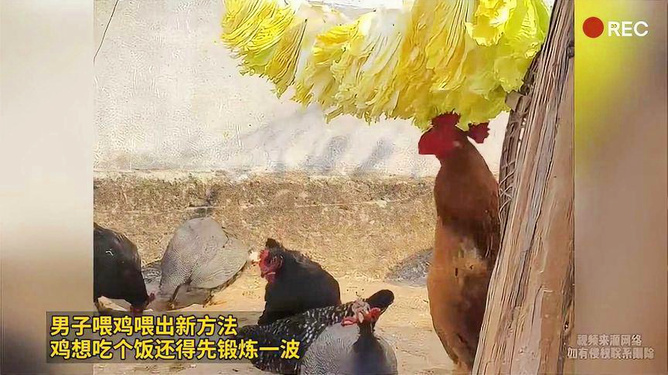 喂鸡方法与视频，一种全新的养鸡体验