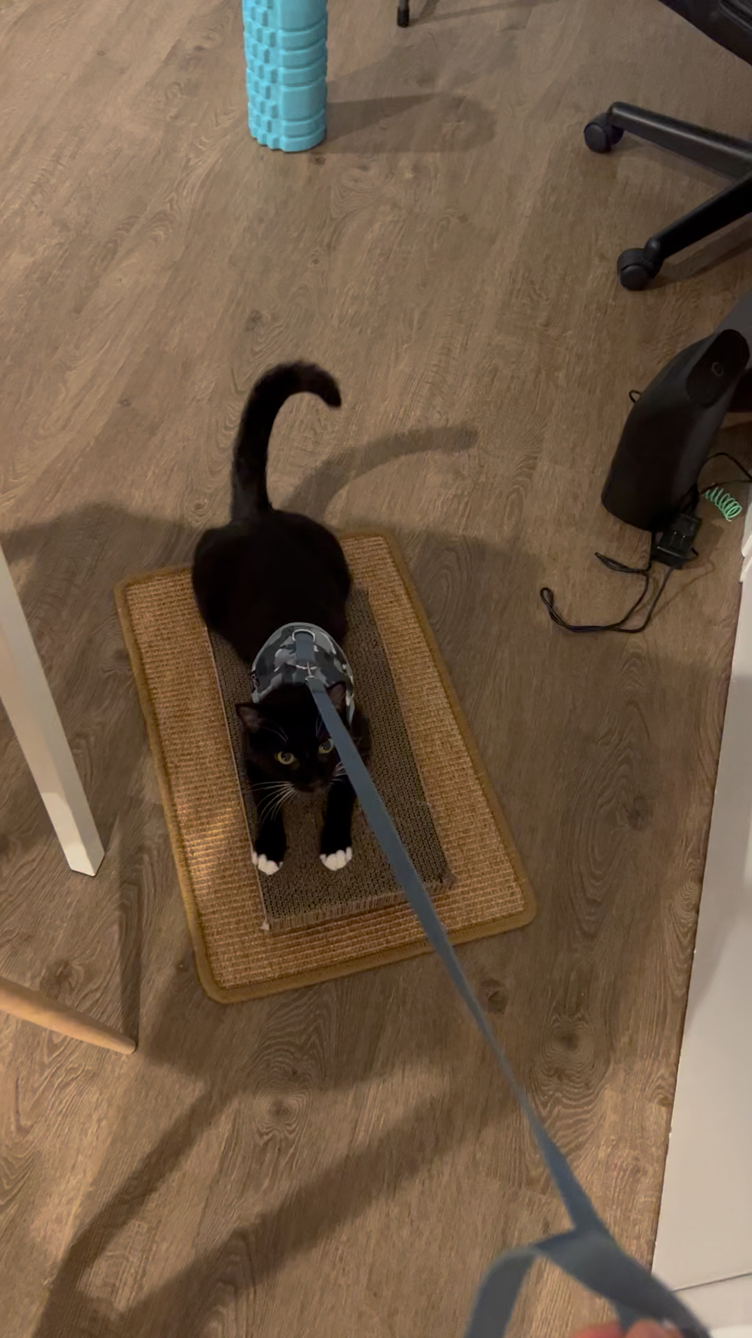 用塑料板打造遛猫神器，轻松解决猫咪日常活动需求