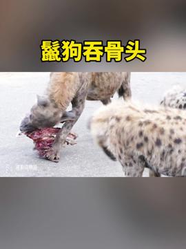 印尼村民剖开巨蟒发现失踪女子，神秘事件揭秘