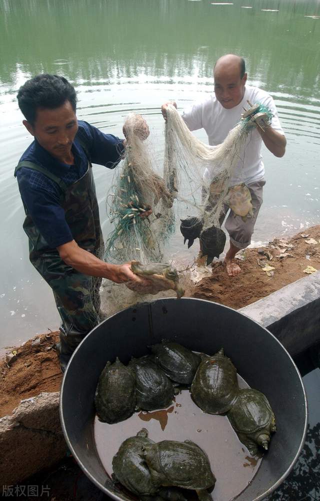 警惕重现，二十年前的甲鱼骗术再次浮出水面