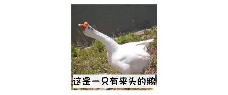甲亢哥在蒙古国，卤鹅哥的思念与远方的牵挂