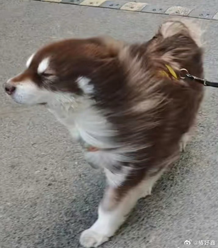 北京大风中的奇遇，小狗变海豹的奇妙经历