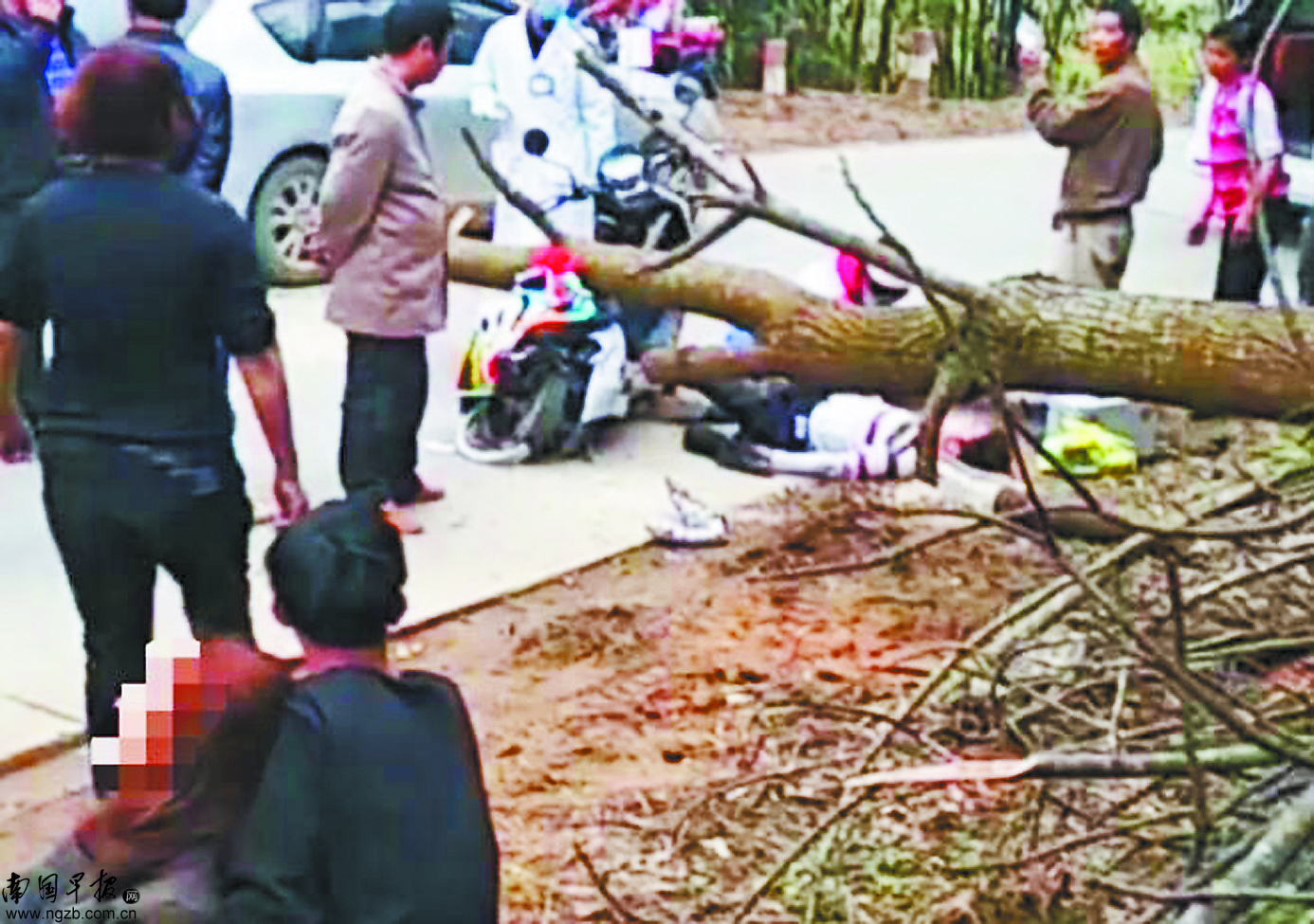 骑车遭遇意外，被树砸倒身亡——悲剧背后的警示与思考