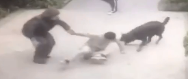 男孩遭七只恶狗撕咬，引发社会关注与思考