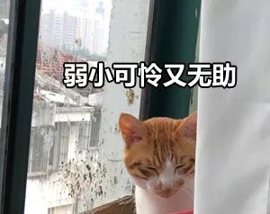 小鸟与猫咪的恩怨纷争，隔窗空投粪便背后的故事