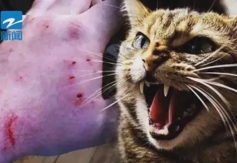 被宠物猫咬伤，腿溃烂怎么办？全面指南