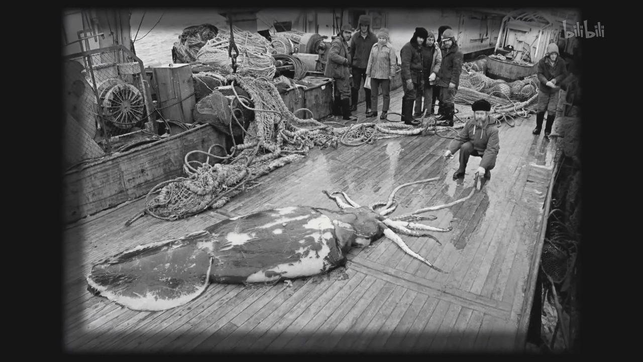 巨型鱿鱼首次被目击，深海巨兽的惊人现身
