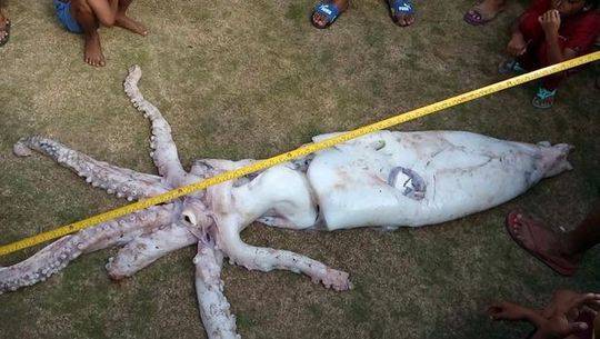 巨型鱿鱼首次被目击，深海巨兽揭开神秘面纱