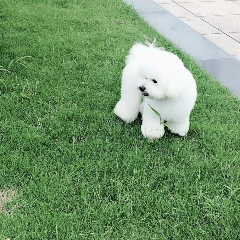 狗狗在草地好不好？全方位解读狗狗在草地的益处与注意事项
