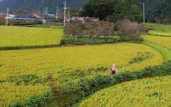 日本人边去韩国抢大米边吐槽，文化与生活的微妙碰撞