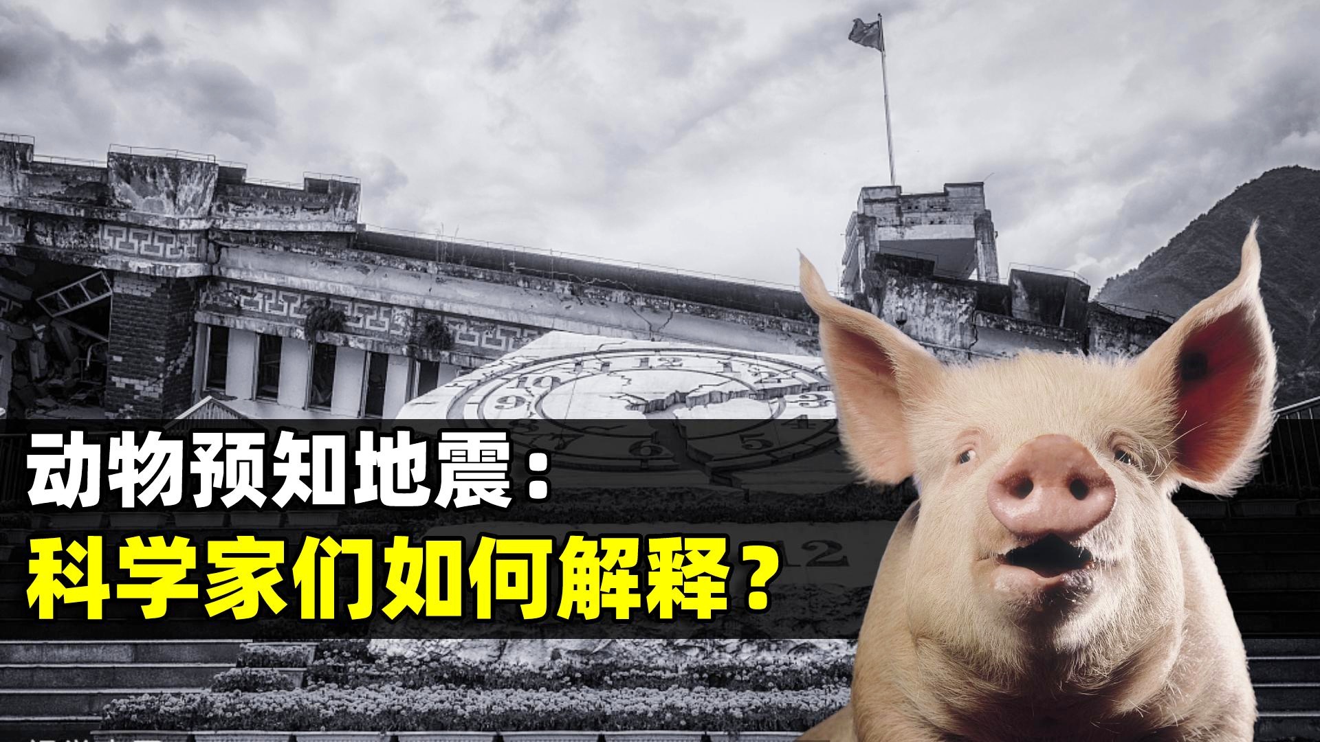 动物能预知地震吗？揭秘自然界的神秘感知力
