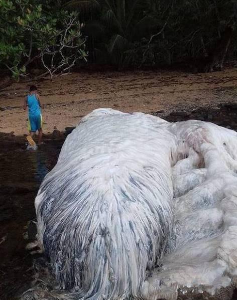 动物地震异常现象，一种值得关注的自然现象
