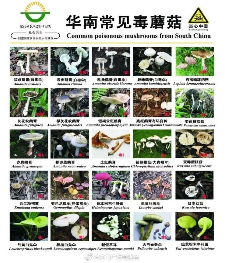 奇迹生还，男子采食超致死量五倍毒蘑菇被救回的惊人经历