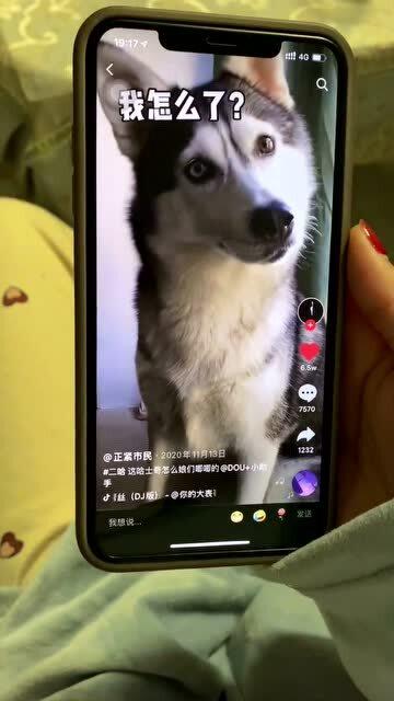 给狗狗拍视频软件，记录宠物的快乐时光