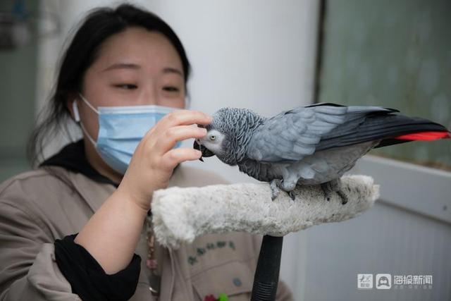 95后女孩辞职训鹰，逐梦蓝天的新时代风采