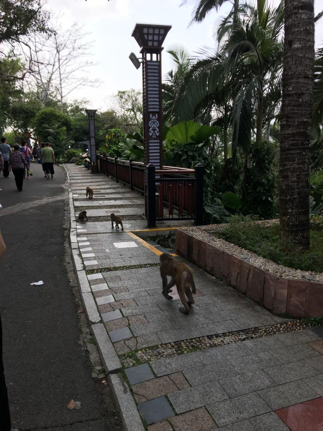 被猴子抢劫的奇妙经历