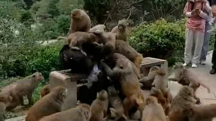 景区回应男子被猴子爬满全身抢食事件分析