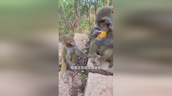 被猴子抢食还挨巴掌