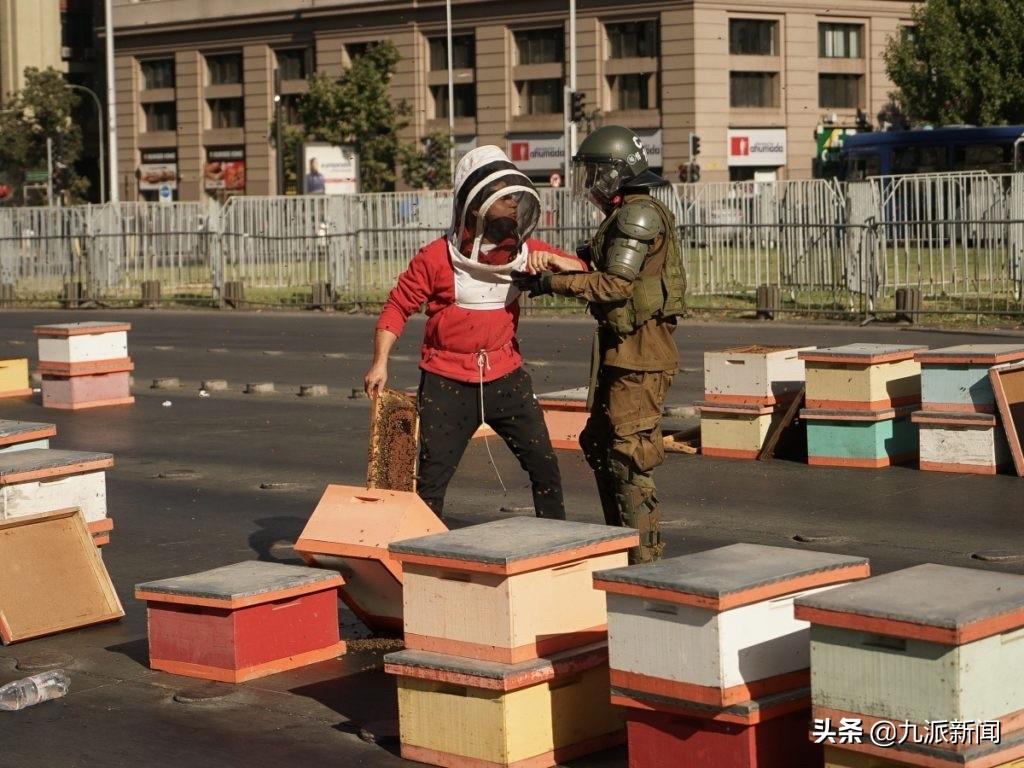 四岁女童被蜜蜂蜇伤致死，深度解析事件背后的警示