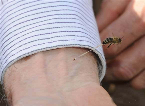 悲剧降临，一群蜜蜂飞入家中，4岁女童遭遇不幸身亡