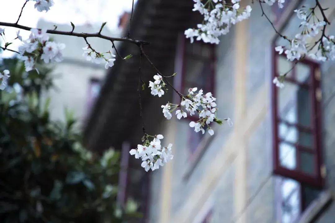 武大老校门，时光里的记忆与情怀