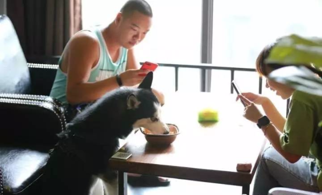 人狗分餐共享火锅店，跨越物种的温馨交流