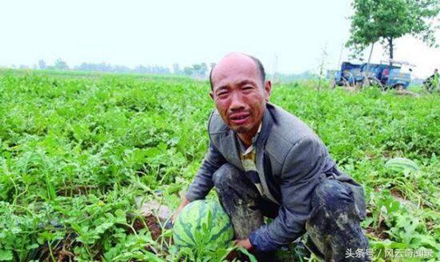 把西瓜扔鱼塘喂鱼，一场别开生面的夏日盛宴
