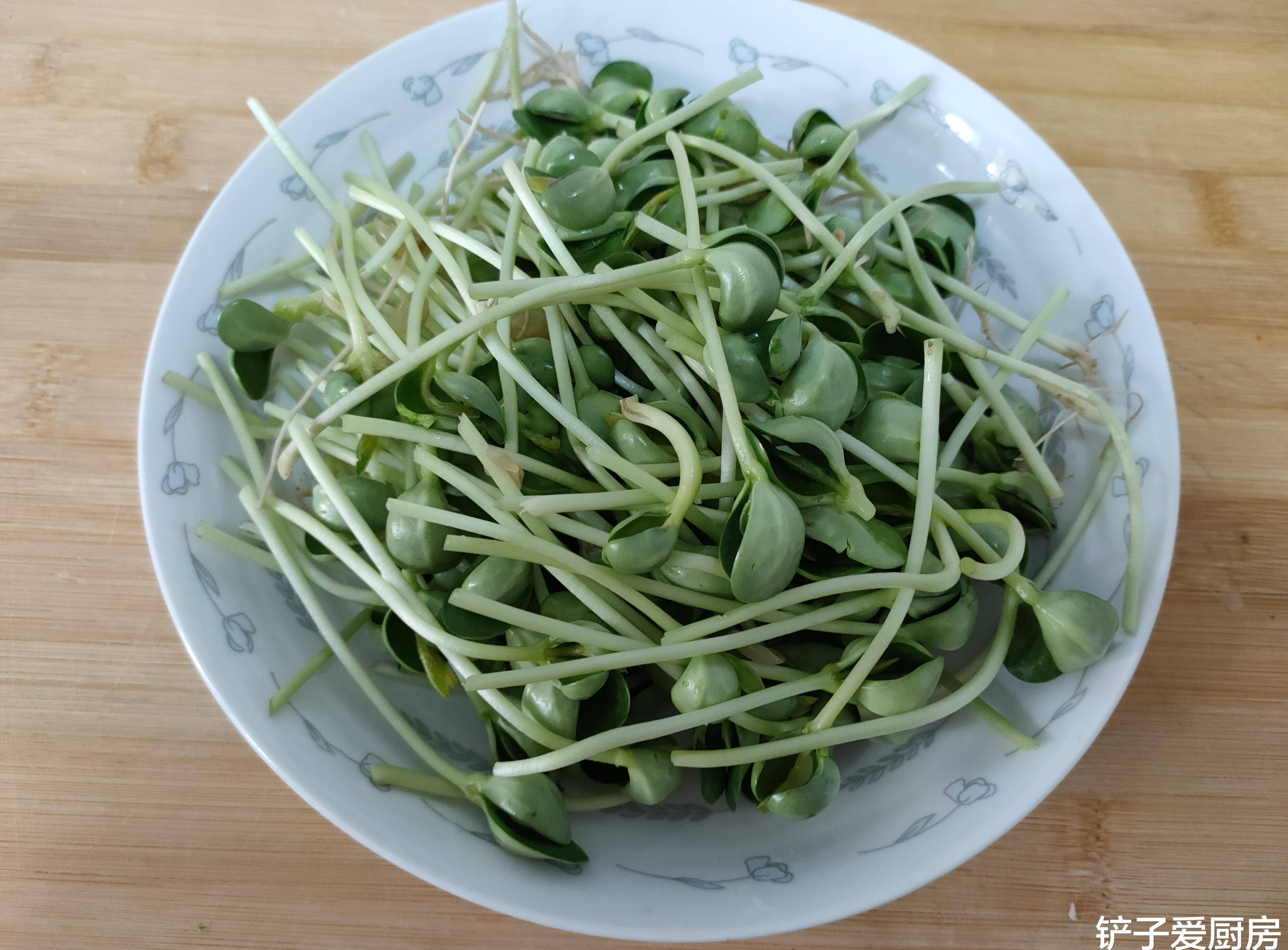 探究宠物酵母，为何成为新一代宠儿？——面向00后的视角分析